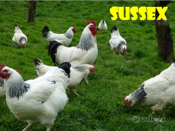 Galline sussex
