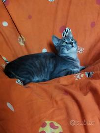 Gattino cucciolo simil Certosino 