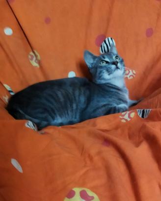 Gattino cucciolo simil Certosino 