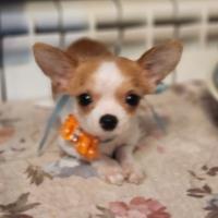 Chihuahua extra mini
