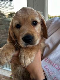 Cucciola Golden retriever