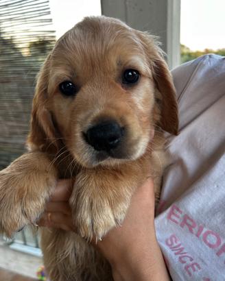 Cucciola Golden retriever