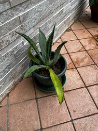 Agave