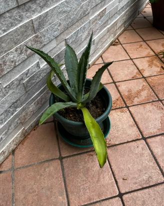 Agave