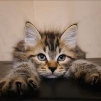 Disponibile Cucciolo di Gatto Siberiano(MASCHIO)
