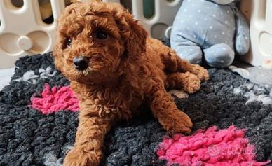 Cuccioli barboncini mini toy maschi femmine