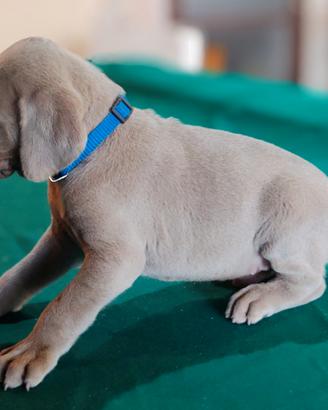 Cuccioli di Weimaraner bracco tedesco
