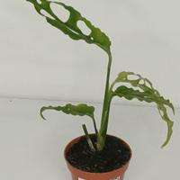 Monstera Obliqua Perù Baby 3
