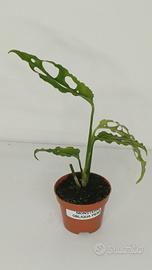 Monstera Obliqua Perù Baby 3