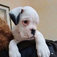 Cucciolo boxer bianco disponibile
