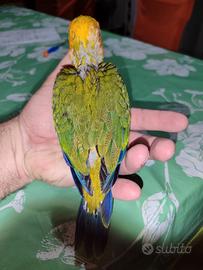 Pullo conuro del sole maschio