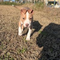 Vengo cane cucciolo