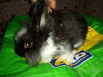 Conigi testadi leone