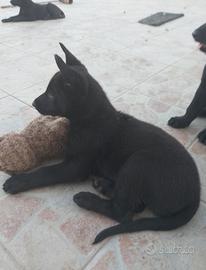 Cane pastore malinois belga