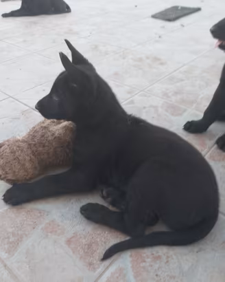 Cane pastore malinois belga