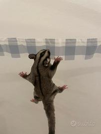 Coppia di petauri maschi