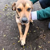 Martino, Beagle mix in Canile