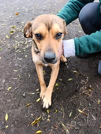 Martino, Beagle mix in Canile