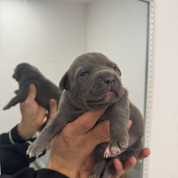 Cuccioli pitbull