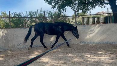 Cavallo maremmano anam