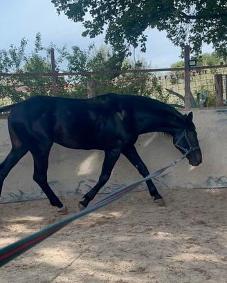 Cavallo maremmano anam