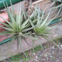 pianta di tillandsia