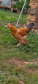 Gallo
