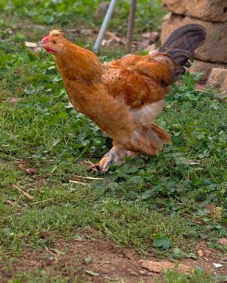 Gallo