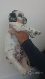 Cucciolotto setter inglese