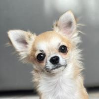 Cucciolo Chihuahua con Pedigree