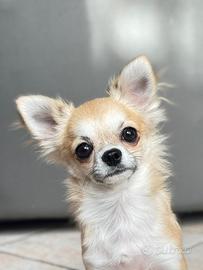 Cucciolo Chihuahua con Pedigree