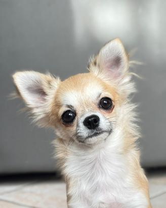 Cucciolo Chihuahua con Pedigree