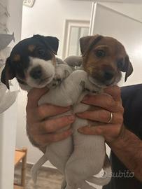 Cuccioli jack russel terrier