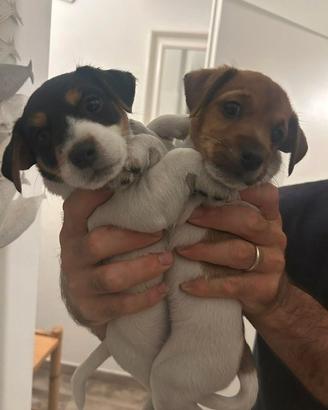 Cuccioli jack russel terrier
