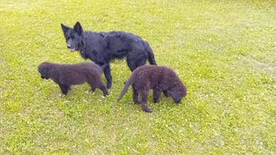 Cuccioli pelo nero