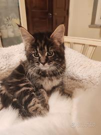 Gattina a pelo lungo