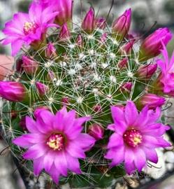 Piante grasse Mammillaria zeilmanniana