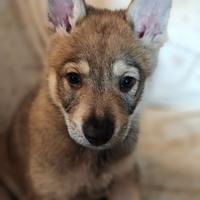 Cucciola cane lupo cecoslovacco