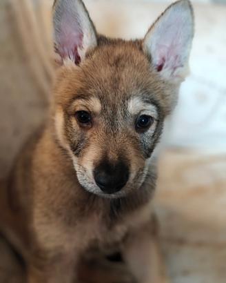 Cuccioli cane lupo cecoslovacco