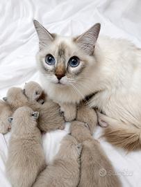 Cuccioli Ragdoll nati a luglio