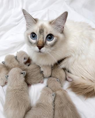 Cuccioli Ragdoll nati a luglio