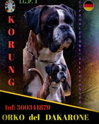 Boxer stallone x accoppiamenti