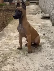Cucciola pastore belga Malinois