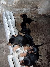 Cani al coniglio Beagle-segugio