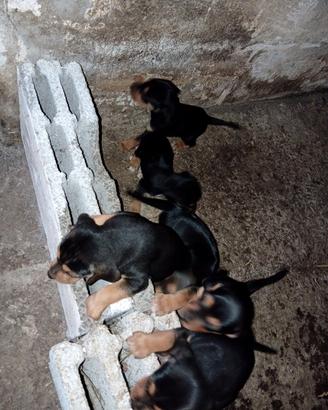 Cani al coniglio Beagle-segugio