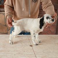 Cuccioli di setter inglesi