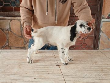 Cuccioli di setter inglesi