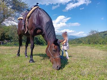 Cavalla HORSEMANSHIP