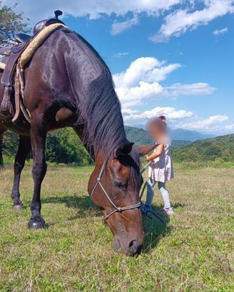 Cavalla HORSEMANSHIP