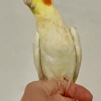 Calopsitta femmina allevata a mano